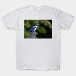 Belted Kingfisher - female (Ceryle alcyon) T-Shirt